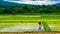 Farmer planting the paddy rice farmland