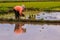 Farmer planting on paddy rice farmland