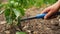 Farmer planting pepper in garden