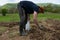 A farmer is planting potatoes in his field. He is taking the potato seeds out of a bag and placing them into the dug holes in rows