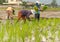 Farmer are planting rice