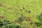 Farmer planting rice on a mountainside, high elevation rice field with country people working