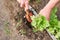 Farmer planting sapling while digging soil in garden