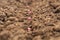 Farmer planting seed corn