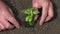 Farmer Planting Seedling Vegetables, Man Hands in Agriculture Field, Fingers Plants, Watering Seeds, Agrarian Land