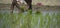 Farmer planting small green corp plants on a muddy field for agriculture