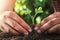 farmer planting small tree with sunlight in nature. agriculture