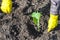 Farmer planting sprout of cabbage in plowed ground