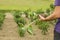 Farmer planting a sunflower plant in the garden