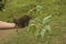 Farmer planting a sunflower plant in the garden