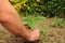 Farmer planting a sunflower plant in the garden