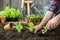 Farmer planting young seedlings