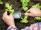 Farmer planting young seedlings