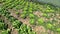 Farmer plants lettuce in greenhouse vegetable garden on a farm