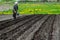 Farmer plants potatoes in soil