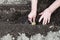 Farmer plants seed potato in hole in garden