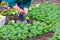 The farmer plants seedlings of flowers in the flowerbed using a scoop