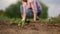 Farmer plants seedlings in the garden