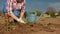 Farmer plants seedlings of pepper in a field in spring