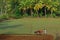 Farmer plough and bulls on a paddy field in a village