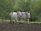 A farmer is ploughing a field by a traditional way