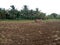Farmer ploughing field in a village using traditional method