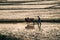 A farmer ploughs his field in vietnam
