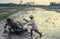 A farmer ploughs a rice paddy field with an iron buffalo mechanical cultivator in Bali  Indonesia. Retro slide film capture