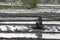 A farmer ploughs a rice paddy field in Sri Lanka.