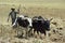 Farmer is with plow and oxen plowing the field