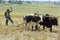 Farmer is with plow and oxen plowing the field