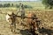 Farmer is with plow and oxen plowing his field