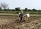 Farmer plowing the farmland, draught hit area, satna, MP, India