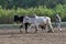 Farmer plowing the field