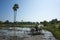 Farmer plowing with oxen flooded rice fields in Inwa Ava, Myanmar, back to the roots, sustainable agriculture