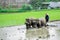 Farmer plowing paddy field with pair oxen or buffalo in Indonesia.