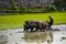 Farmer plowing paddy field with pair oxen or buffalo in Indonesia.