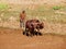 Farmer plows his dry field with a zebu cow, Madagascar, Africa