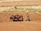 Farmer plows his dry field with a zebu cow, Madagascar, Africa