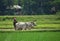 A farmer plows his field with a pair of oxen in preparation for rice planting in India