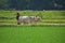 A farmer plows his field with a pair of oxen in preparation for rice planting in India