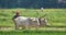 A farmer plows his field with a pair of oxen in preparation for rice planting in India