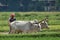 A farmer plows his field with a pair of oxen in preparation for rice planting in India