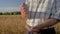 Farmer Pour Golden Ripe Grains From Hand To Hand Background The Field