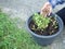 Farmer pour organic fertilizer on coriander sprout in old pot.