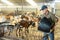 Farmer pouring feed from bucket into feeder for goats in stall