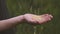 Farmer pouring ripe wheat golden grains and clenches his fist .