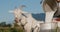 Farmer pours goat`s milk into can, goat grazes in the background