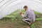 Farmer pours plants in the greenhouse, the view from the back. Man grows seedlings in a garden in a greenhouse. Growing vegetables