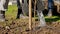 Farmer pours water from a bucket on young tree seedlings in sunny weather. Volunteer planting tree and watering. Process